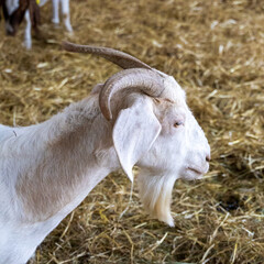 Portrait of a bearded white goat
