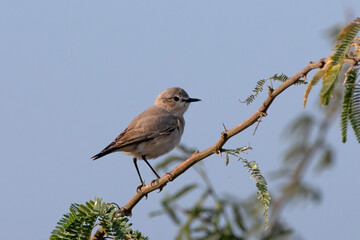 Isabelline wheatear or Oenanthe isabellina observed in Rann of Kutch in India