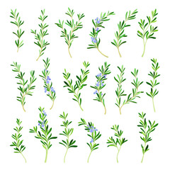 Rosemary Twig as Perennial Herb with Fragrant, Evergreen, Needle-like Leaves and Blue Flowers Big Vector Set