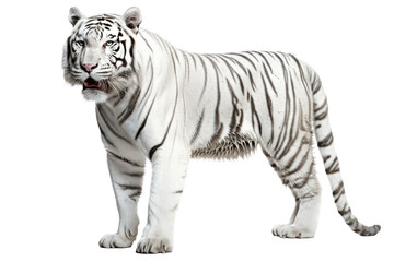 Fototapeta na wymiar an isolated white tiger walking, side-view portrait, jungle-themed photorealistic illustration on a transparent background cutout in PNG, Generative AI