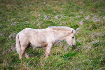 Naklejka na ściany i meble Wild Horses at the meadows of Iceland