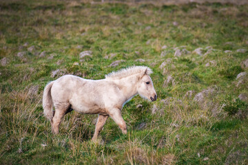 Obraz premium Wild Horses at the meadows of Iceland