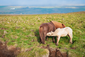 Fototapeta premium Wild Horses at the meadows of Iceland