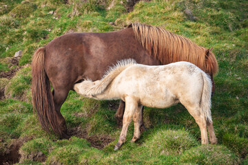 Wild Horses at the meadows of Iceland