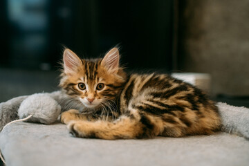 Portrait of a striped kitten of the Kuril bobtail on a scratching post for a cat.