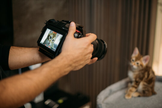 Male hands with a video camera and a cat. Close-up.  A man shoots a video on a professional kitten camera.