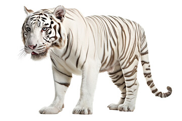 Fototapeta na wymiar an isolated white tiger walking, side-view portrait, jungle-themed photorealistic illustration on a transparent background cutout in PNG, Generative AI