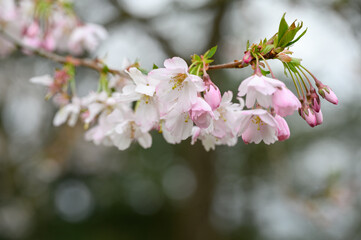 Fototapeta premium Kirschblüte