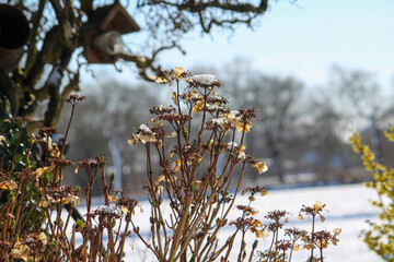 grass and flowers