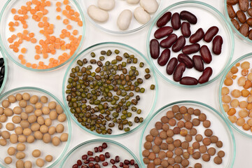 Checking food quality in a laboratory. Legumes, lentils, chickpeas and beans assortment in petri dishes. Plant based sources of protein.