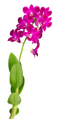 Branche d'une orchidée Dendrobium	