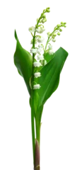 Kussenhoes Bouquet de brins de muguet  © hcast