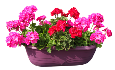Jardinière de géranium zonal