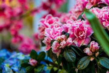Close-up view of pink azalea flowers on green shrub in florist shop. Soft focus.  Natural background. Copy space for your text. Flower business theme.