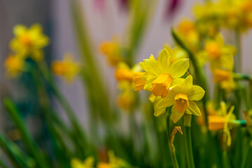 Close-up view of yellow narcissus flowers on showcase of florist shop. Soft focus. Copy space for your text. Flower business theme.