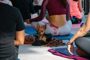 Perro acompañando a mujeres que meditan  - obrazy, fototapety, plakaty