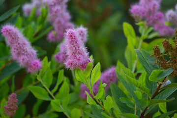 Blooming shrub with purple flowers of Spiraea salicifolia with leaves.
