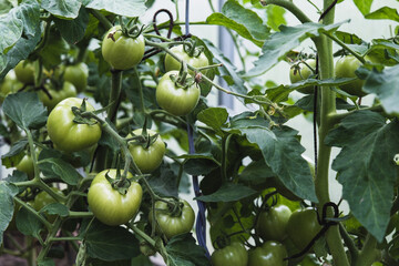 Unripe green tomatoes in a greenhouse close-up