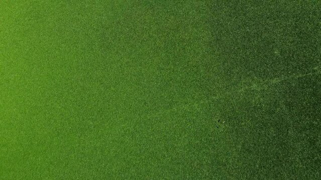 Green nature background. Aerial view of wetlands in Skadar lake. Boat road between by green lily pads, water chestnut, trap, moss covering the water national park, summer in Montenegro, drone shot