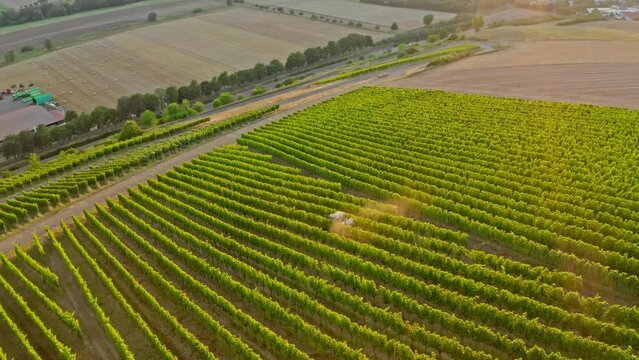 Aerial view Of vineyards in  Germany. Autumn View. Tractor. Harvesting. Colorful autumn vineyards in the evening.