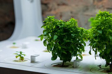 Close-up view of green basil plants growing in white domestic hydroponic farm with daylight lamps by brick wall at home. Soft focus. Copy space for your text. Growing food at home theme.