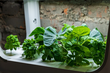 Green basil and other plants grows in white domestic hydroponic farm with daylight lamps by brick...