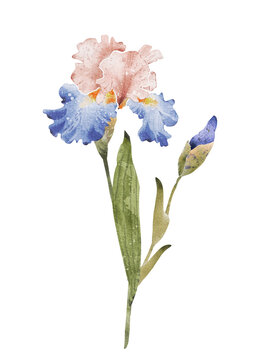 Iris flower watercolor illustration. hand painting.