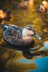 duck in water