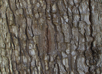 Beautiful close-up of the bark of abies nordmanniana