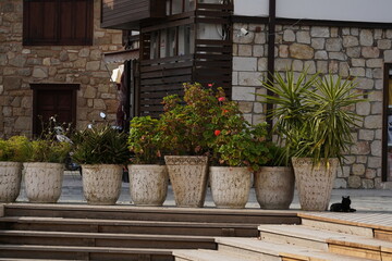 Large pots with different flowers against the background of masonry walls and a cat