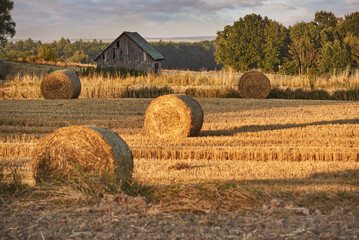 Bales of crowbars on the crop against the background of the cottage and the forest