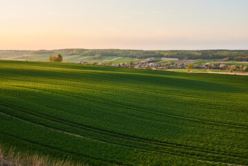 Fototapeta na wymiar A green wheat field on a hill illuminated by the warm rays of the setting sun in spring