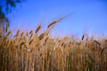 Yellow triticale blades against a cloudless blue sky