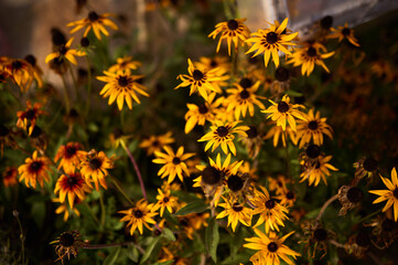 Rudbeckia flowers with shallow depth of field in late summer