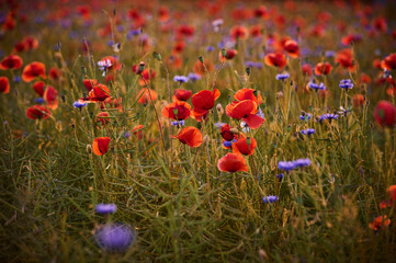 Naklejka premium Colorful field of poppies and cornflowers in warm light