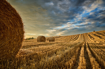 Field after harvest with stubble against the sky