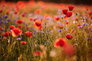 Colorful field of poppies and cornflowers in warm light