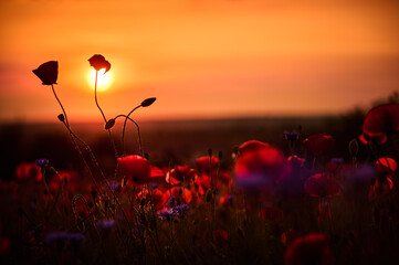 Poppy flowers and buds against the setting sun and red sky