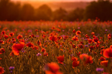 Fototapeta na wymiar Colorful field of poppies and cornflowers in warm light