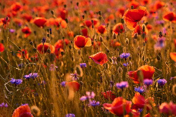 Colorful field of poppies and cornflowers in warm light