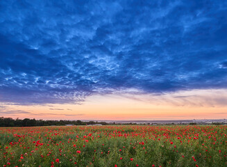 Fototapeta na wymiar Field of poppies after sunset under bark clouds