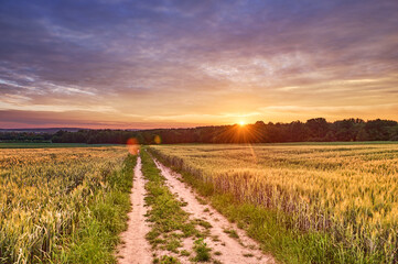 Country road leading to the forest in the light of the setting sun