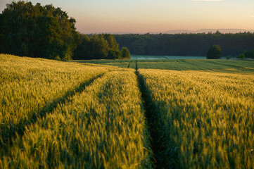 Tractor tracks on a green grain field near the forest