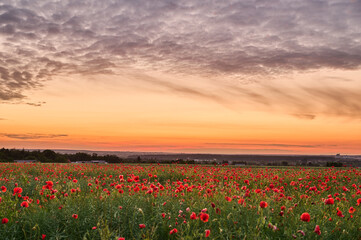 Field of poppies after sunset under bark clouds