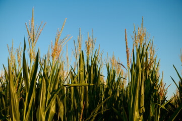 Ears;  leaves and flowers of corn against the blue sky