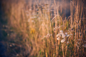 Yarrow flower between dry grasses in the meadow