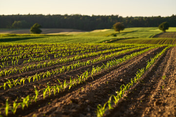 Fields of green wheat in rows in an undulating field under the forest