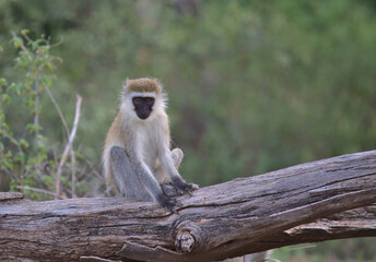 curious but alert vervet monkey sitting on a tree log in the wild buffalo springs national reserve, kenya