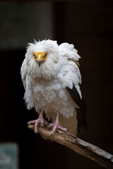 Portrait at White-backed vulture