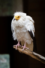 Portrait at White-backed vulture